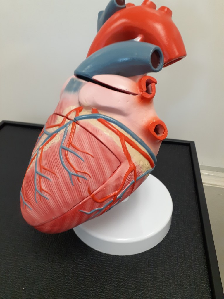 A fake representation of a heart that is used for the kids of health science, so they may have a visual of the parts of the heart.