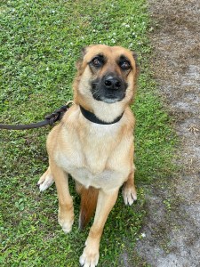 One of two dogs for crime watch