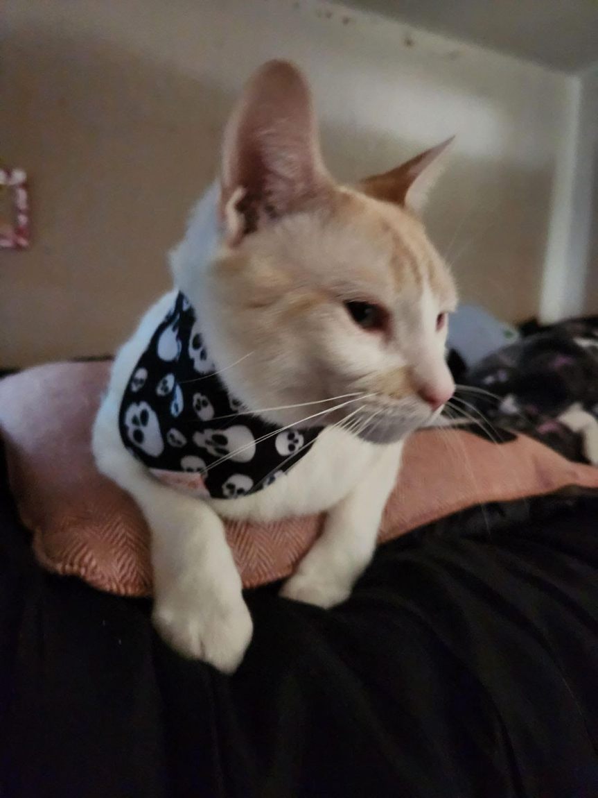 Experiencing Things With&nbsp;Pets