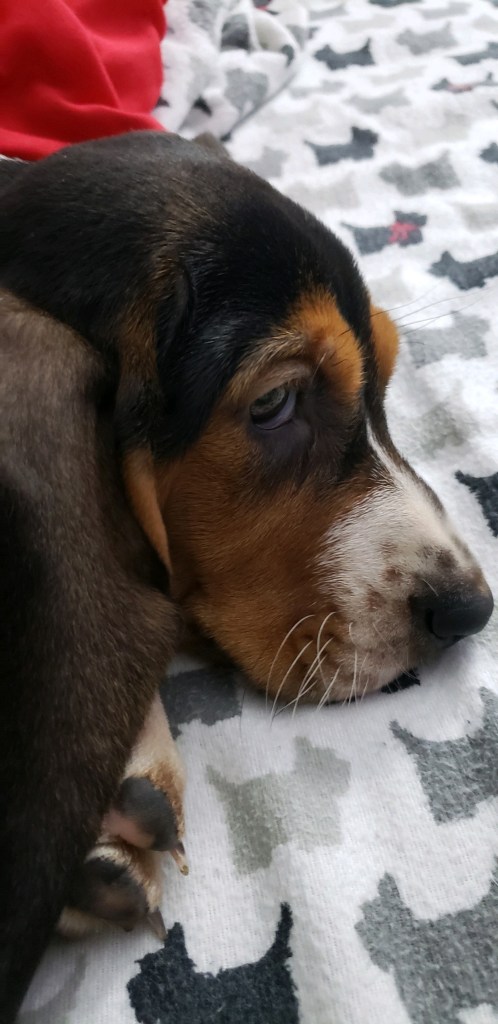 Dolly is in need of attention from the person the camera. She was happy to see them.