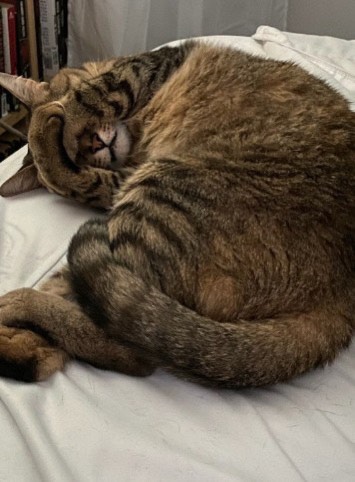 Pets Sleeping Healthily