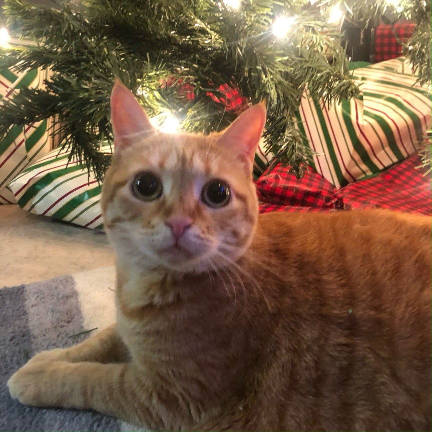 Pets Responding To&nbsp;Environments