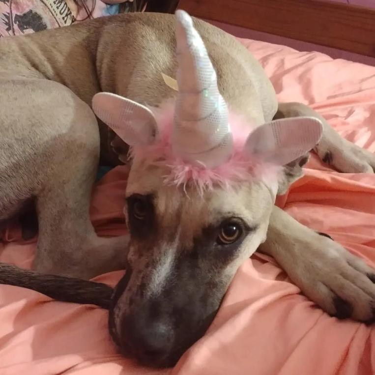 Pets Improving Mental&nbsp;Health