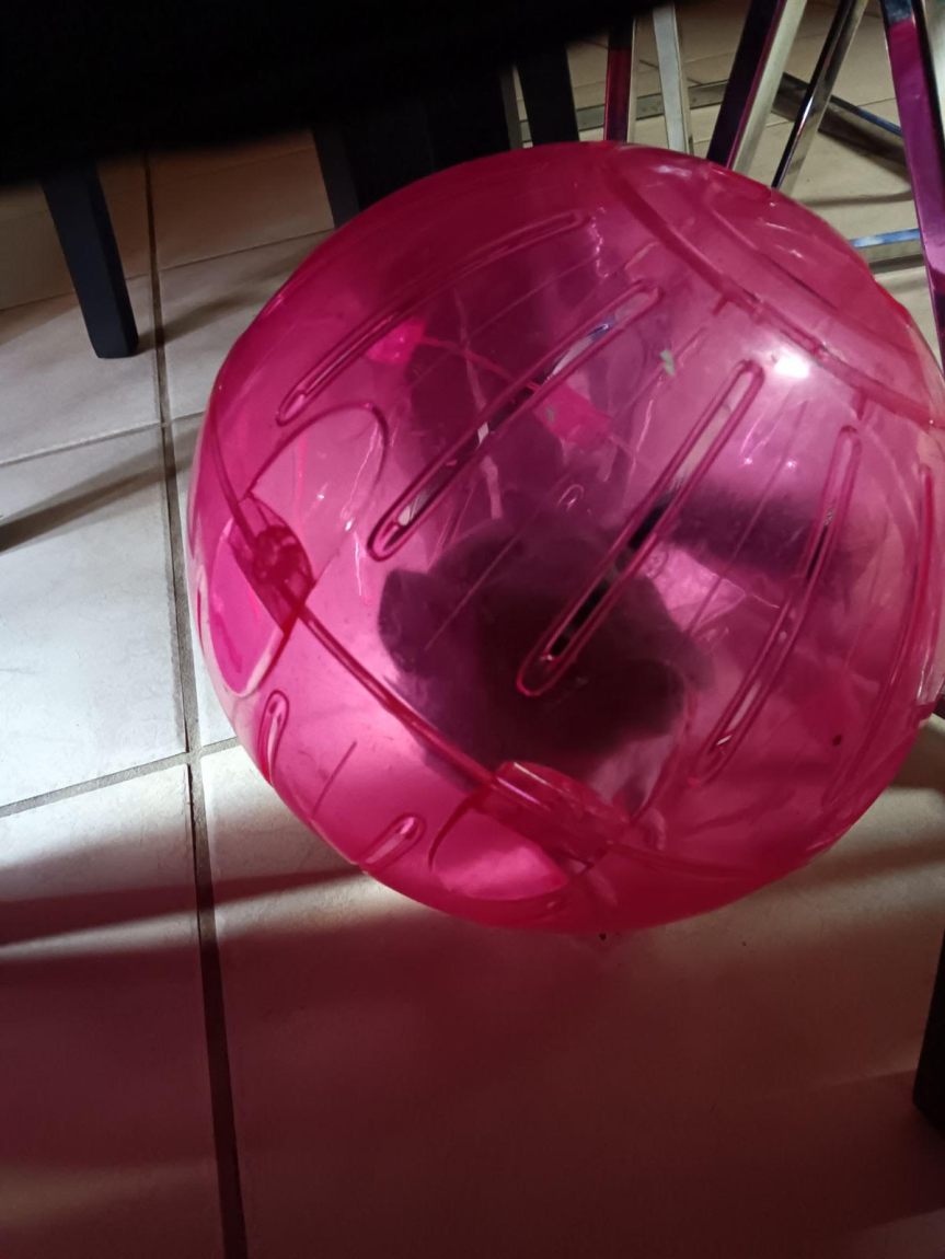 Loving Our Pets’&nbsp;Traits