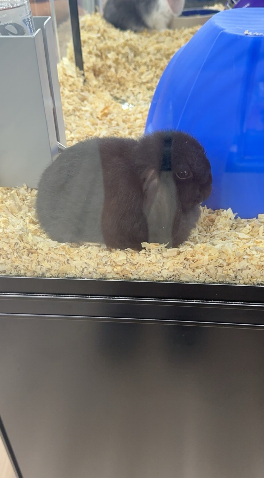 Work With Pets While In&nbsp;School